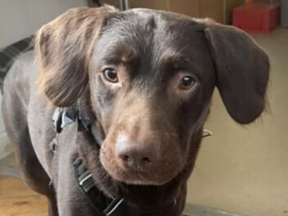 Ветеринары впервые вылечили собаку от алкоголизма