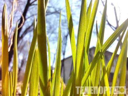 Небольшой снег с дождем на севере Амурской области 17 апреля