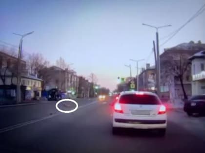 Собака, сбитая автомобилем в Свободном, чуть не стала виновницей ДТП