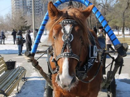 На святую Нину порадуй скотину