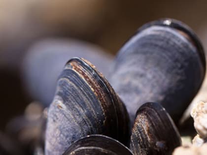 В морепродуктах в Приморье нашли опасные токсины