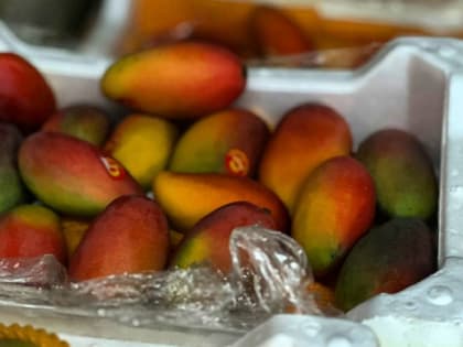 Карантинный объект в манго из Китая в Приамурье