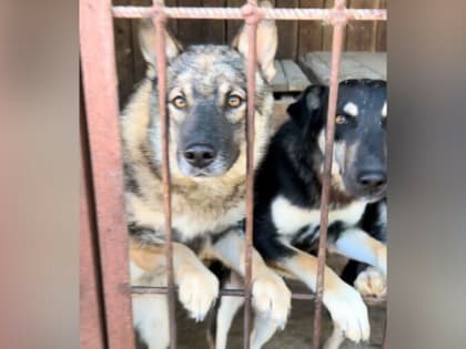 Благовещенский приют «Остров спасения» все-таки переедет. Но не полностью