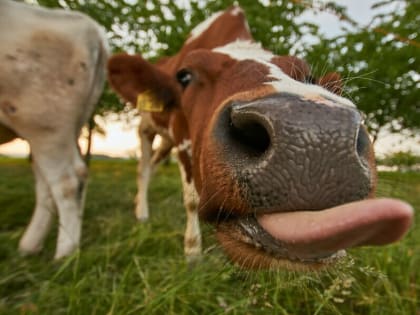 В Амурской области сняты ограничения по лейкозу. Но не везде