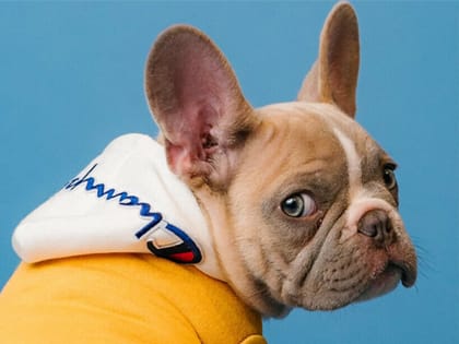 Подростков, жестоко обращающихся с животными, разрешили привлекать к ответственности