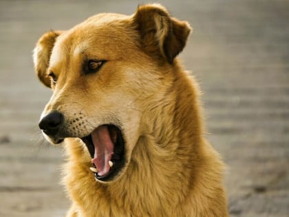 «Детей, скорей всего, загрызли бы»: жительница Благовещенска рассказала о стае бездомных собак