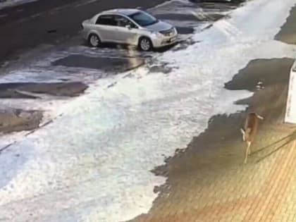 В Благовещенске не могут поймать дикую косулю, которая бегает по городу несколько дней