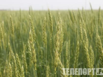 Перспективное направление в зерновой отрасли назвал амурский губернатор