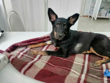 Уголовное дело возбудили в Благовещенске после истории с выброшенным из окна щенком