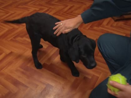 Амурские спасатели обучают новых хвостатых напарников