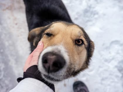 На этой неделе в Благовещенске поймали 12 безнадзорных собак