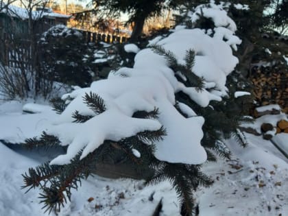 Тимофеев день, Тимофей - полузимник: «Тимофеевский мороз ползимы с собой унес»