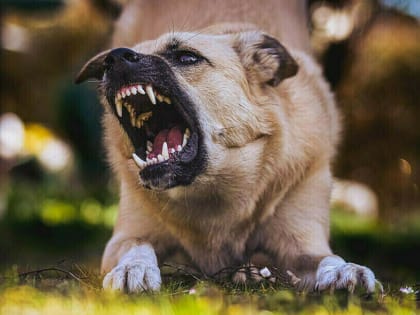 В Приамурье хотят ужесточить наказание для безответственных владельцев собак