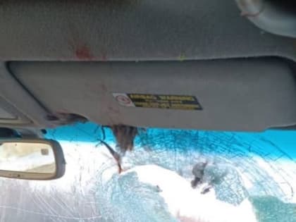 Фазан стал участником жесткого ДТП в Амурской области