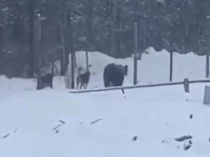 «Он его грызёт!» В соседней Якутии медведь разорвал двух вахтовиков-бурильщиков (видео)