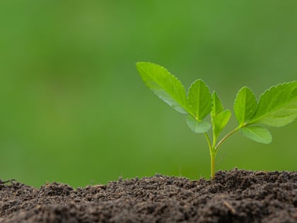 Предприятие по переработке российских дикоросов планируют открыть в Хэйхэ