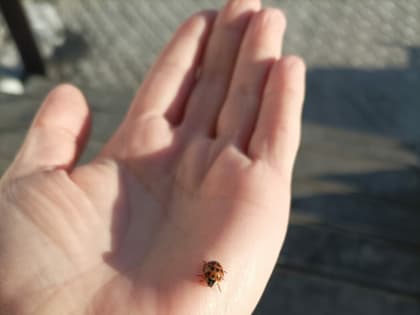 В Таиланд собралась: в Благовещенске заметили ожившую божью коровку