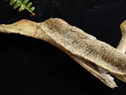 Кости динозавра из Благовещенска передали в Палеонтологический музей Санкт-Петербурга