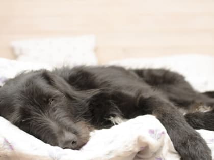 В Приамурье у собаки выявили бешенство