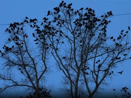 Для отпугивания ворон в детсаду Белогорска куплен спецпомощник. Помогло ли? (видео)