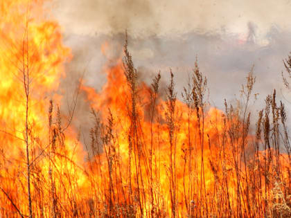 Из-за разгильдяйства жителя Свободного сгорело около трех гектаров леса