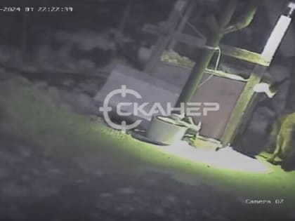 Это чудище ходит в округе: благовещенцы бьют тревогу, на их дачный участок зашло животное, похожее на волка (видео)