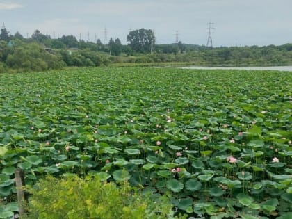 Надзорный орган Приамурья отреагировал на информацию о сливе нечистот в озеро с лотосами