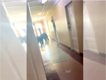 «Руки за голову!» Прокуратура Благовещенска проводит проверку видео о жестоком обращении с амурскими курсантами