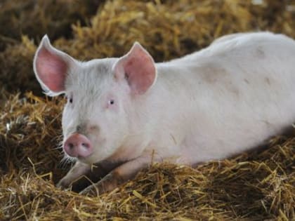 Амурские животноводы, потерявшие свиней из-за АЧС, получили свыше 59 миллионов рублей