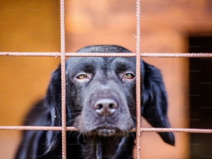 Зоозащитники Приамурья могут побороться за 3 миллиона рублей. Какие условия?