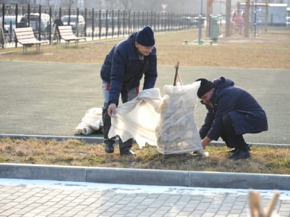 На Аллее знаний в свободненской гимназии перед зимними морозами укутали ёлочки