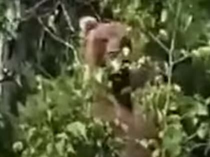 Медведь, встретившись с туристами, проявил больше разума, чем люди (видео)