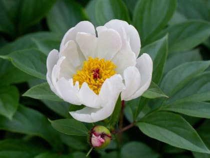 Погода в Приамурье: Дожди и тепло