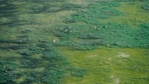 El Río Tijuana se convierte en aula viva: estudiantes analizan la calidad del agua