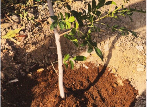 Realizan última jornada de limpieza del año en Jardín del Recuerdo