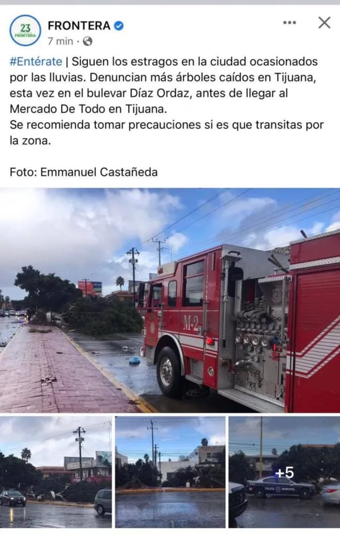 ¿Por qué se están cayendo tantos árboles en Tijuana?