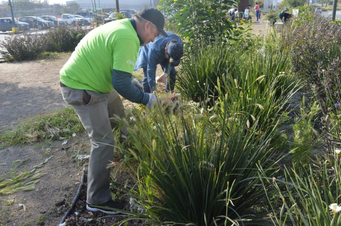Tijuana Innovadora lleva a cabo jornada de limpieza en Jardín del Recuerdo