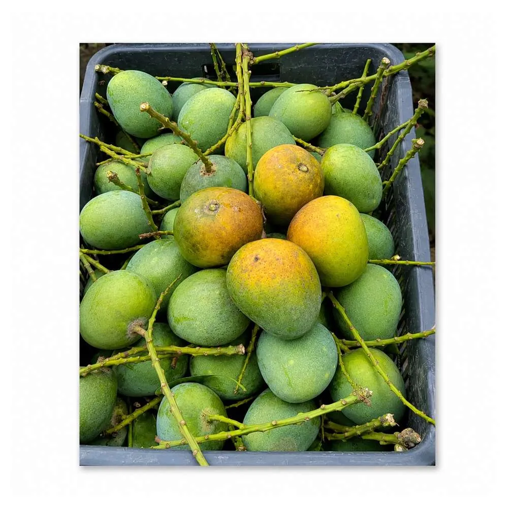 himsagar mango-10 kg