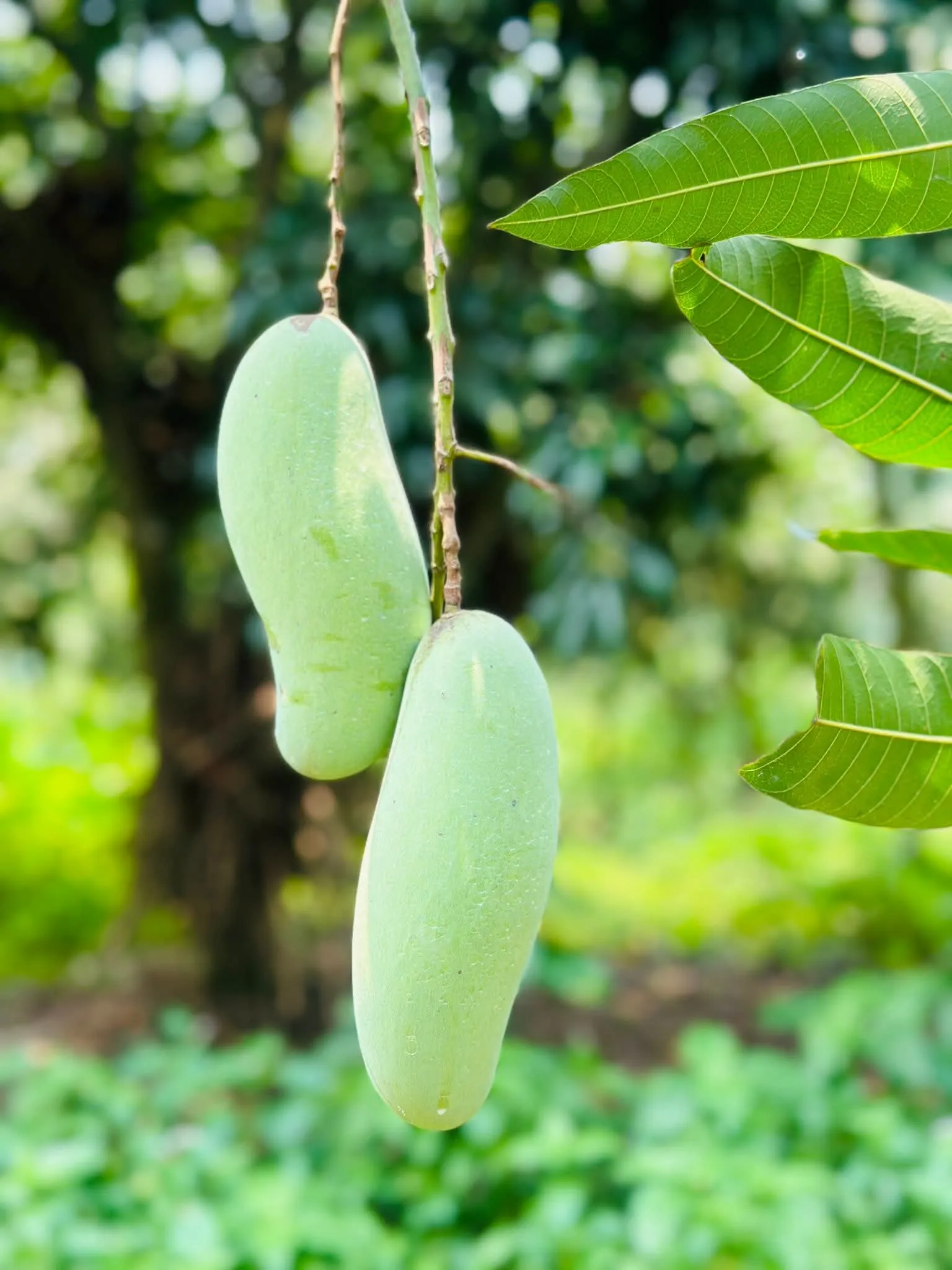 banana mango (5kg pack)