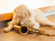 fritzsax