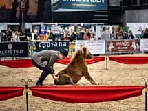 Pony kunstner /Victor Høegh Abrahamsen