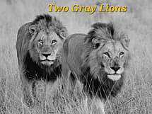Two Gray Lions