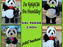 Maskottchen Panda Charli