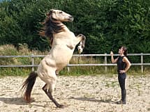 Charmaine Berdino Hesteshow