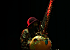 Thomas Schauffert World Music: Live Bands aus Basel