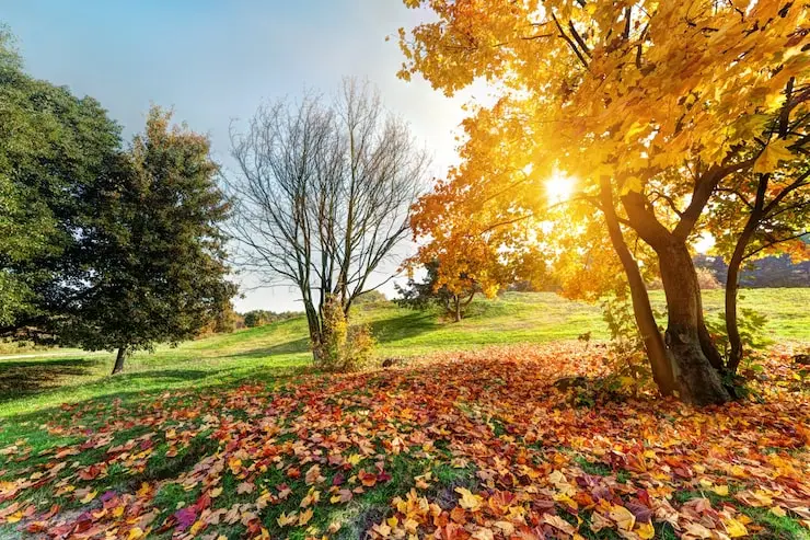 Fall