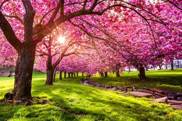 Spring