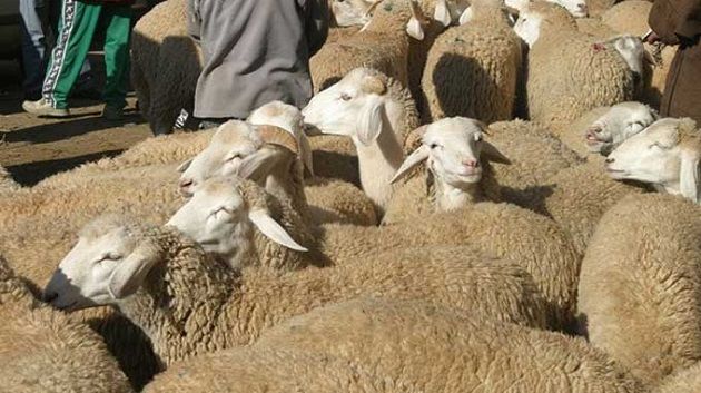 بعد 5 أيام من انطلاق نشاطها: غلق نقطة بيع الأضاحي بالسعيدة
