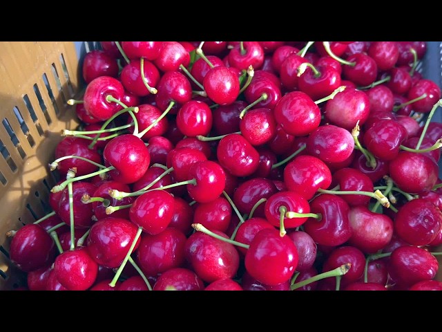 سليانة: 8 آلاف و250 طنا تقديرات صابة موسم الكرز