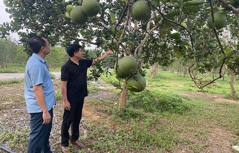 Mô hình trang trại tuần hoàn khép kín giúp bảo vệ môi trường và nâng cao thu nhập cho người dân Mô hình trang trại tuần hoàn khép kín giúp bảo vệ môi trường và nâng cao thu nhập cho người dân